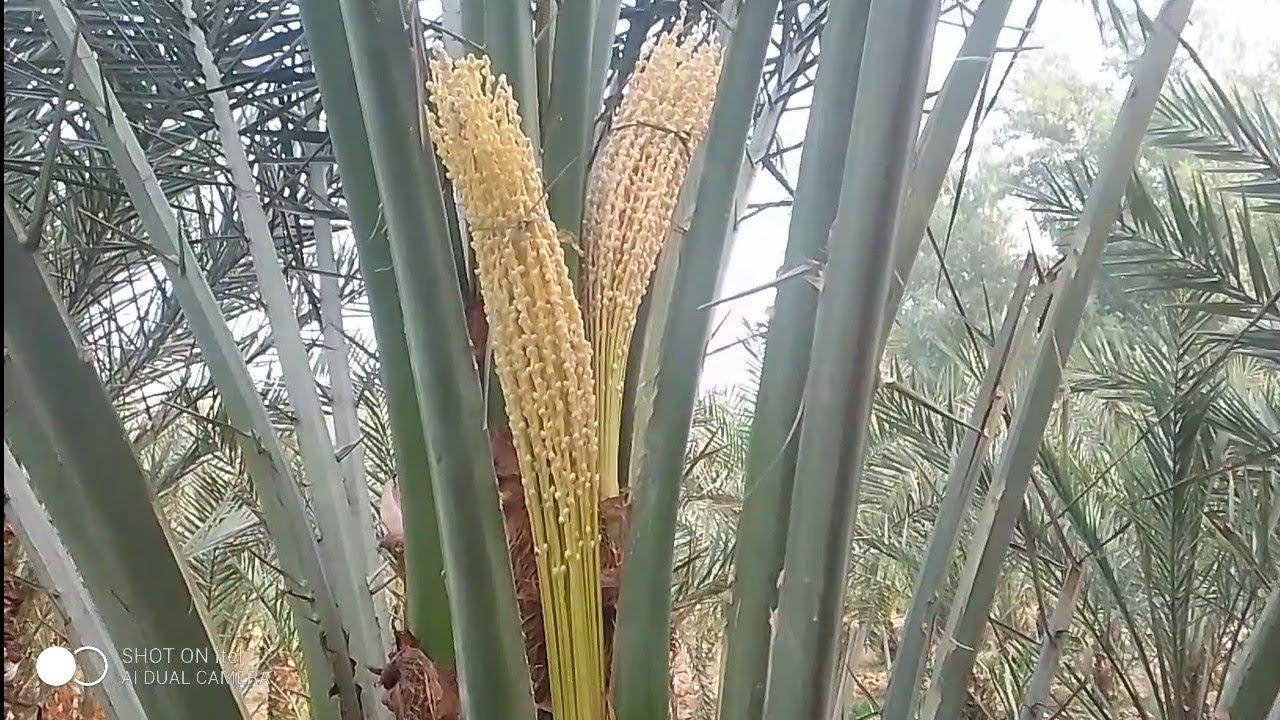 ২৬ সালে সৌদি খেজুর বাগানে কি ভাবে খেজুরের বাধা বাহির হচ্ছে তা দেখে নিন।  