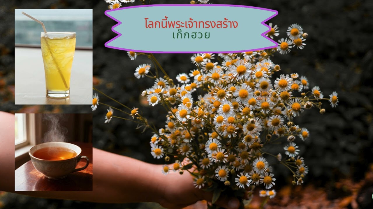 โลกนี้พระเจ้าทรงสร้าง Ep.118 เก๊กฮวย
