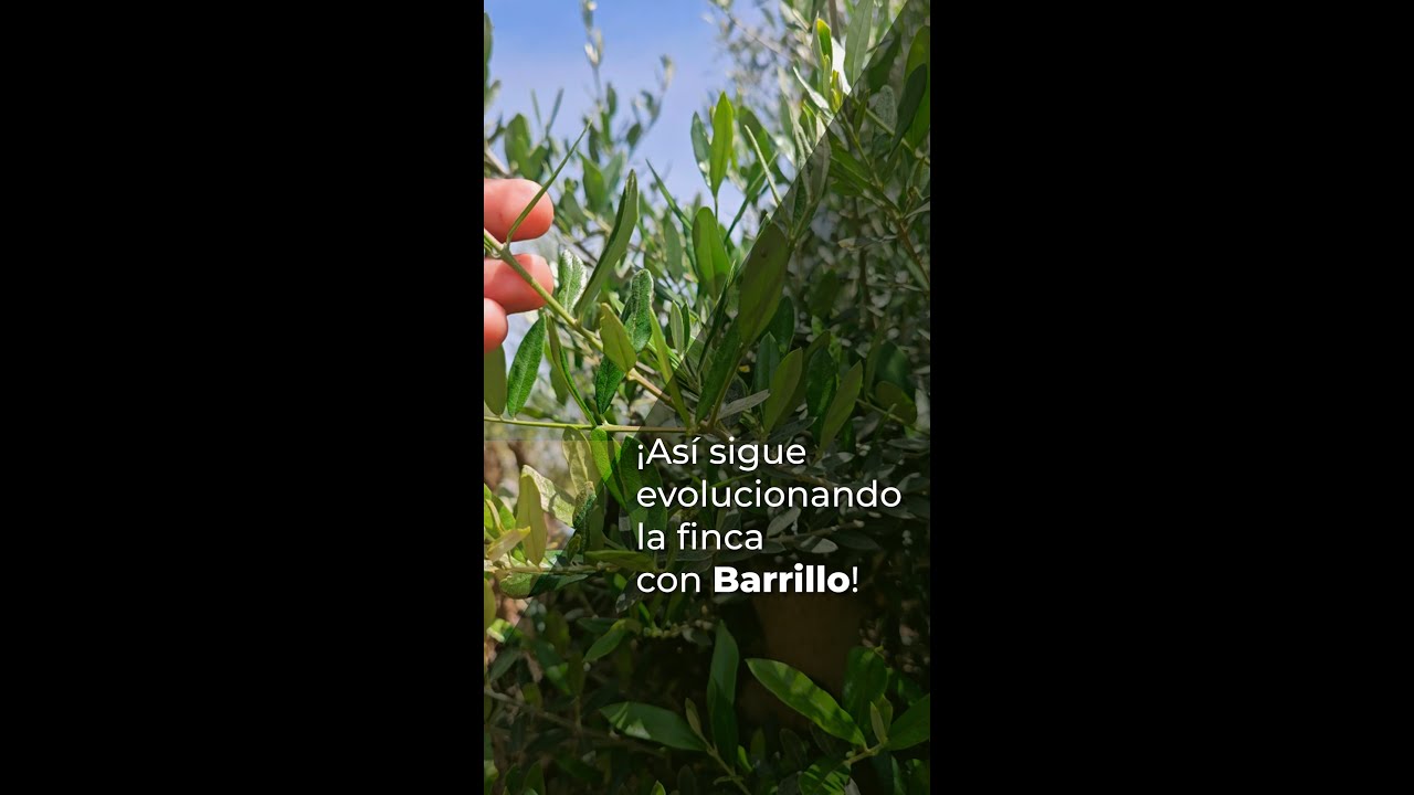 &iexcl;AS&Iacute; SIGUE EVOLUCIONANDO LA FINCA CON BARRILLO!
