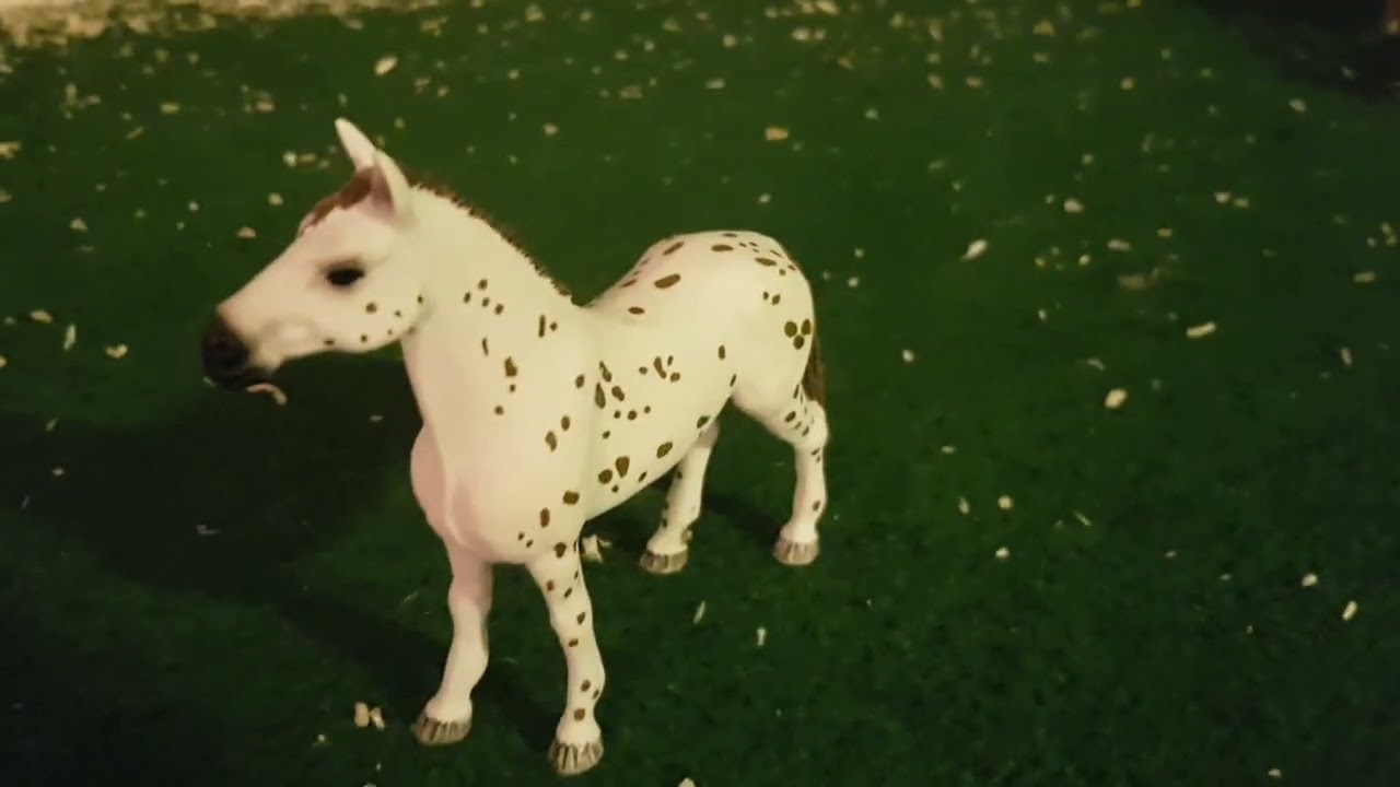 meine 10 Lieblings Hengste (Wallache)