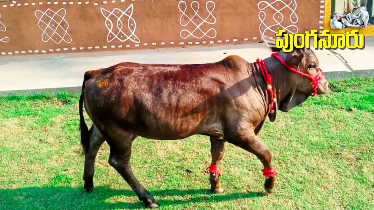 punganuru female calf - 9393935343