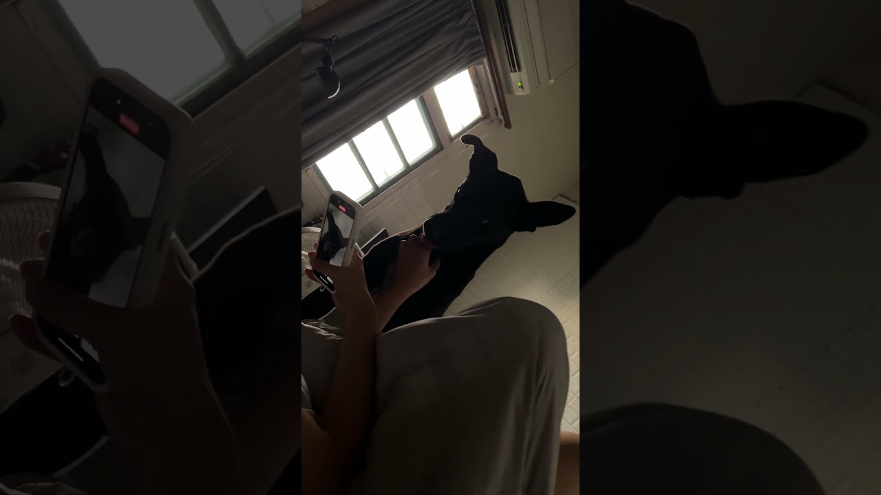 早晨霸氣床咚 叫主人起床的大狗狗