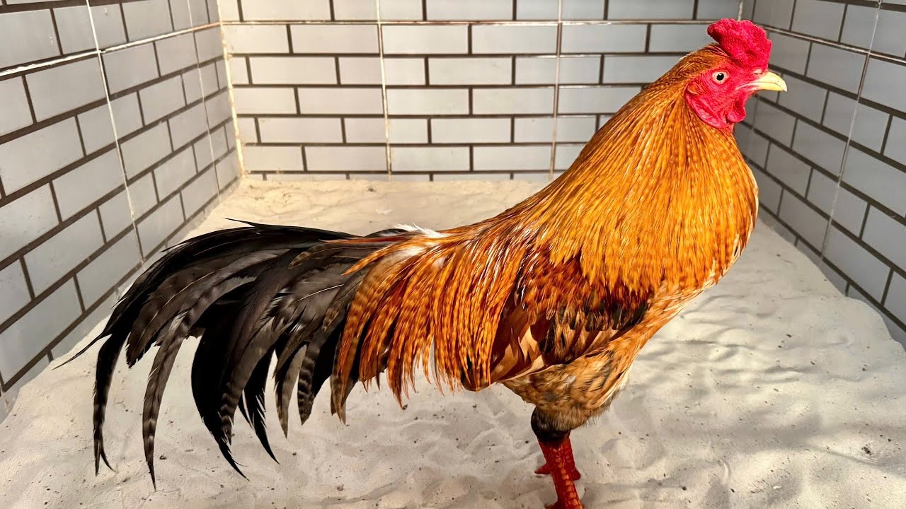 08/02/2026 #thinhhanh #rooster ☎️0988888749 nguyên 