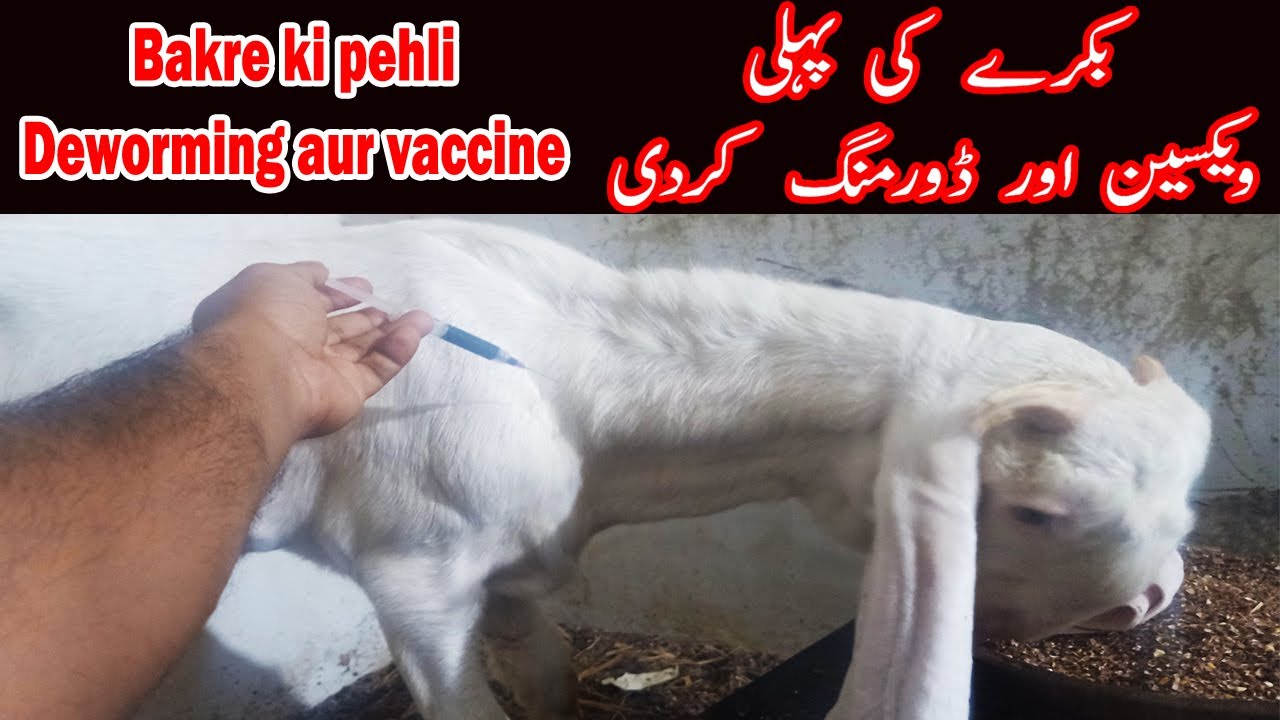 Bakre Ki Vaccine Aur Deworming Ka tareeqa | Pehli vaccine kardi hai | Haider's divine goat