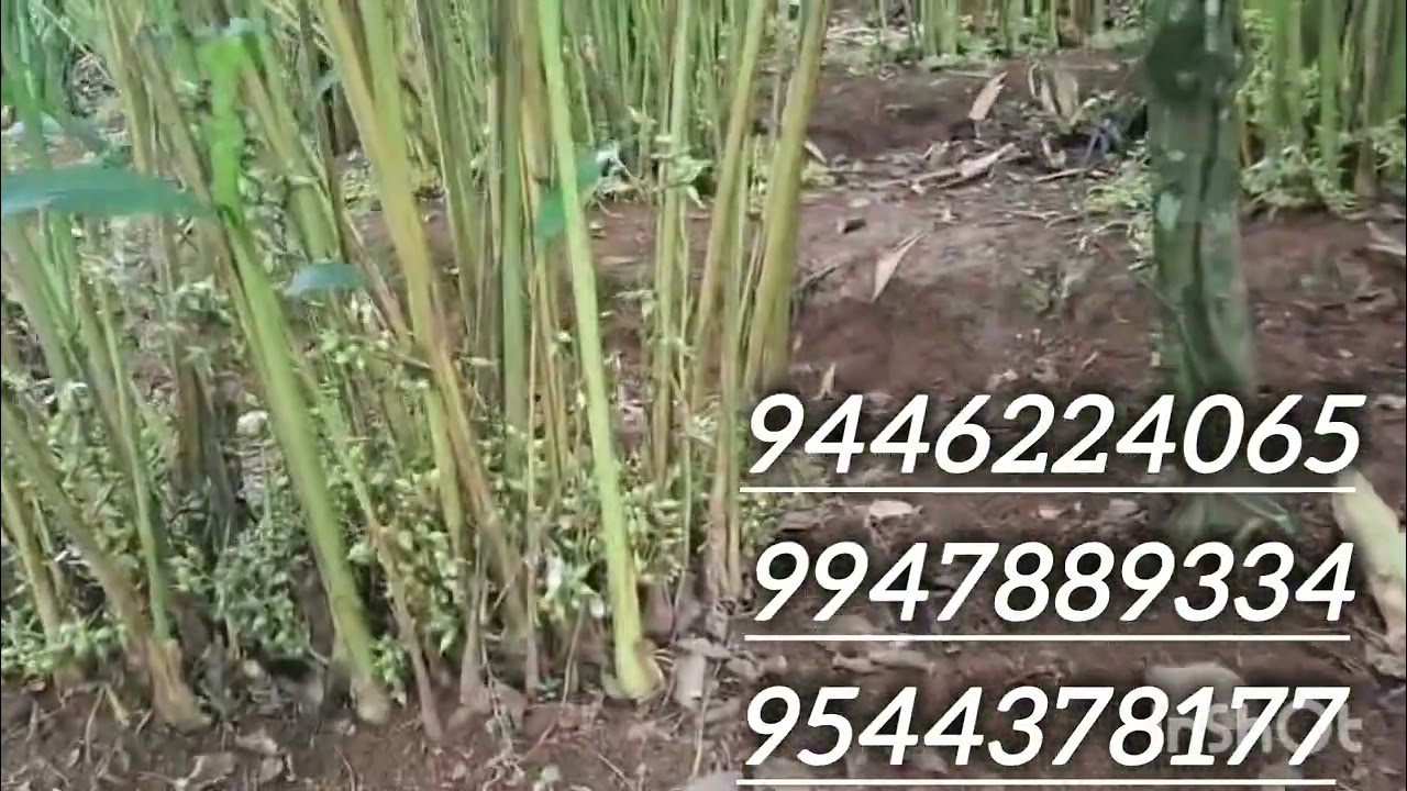 300 cardamom , Nutmeg tree 30, Rubber 75 , 970 sq.feet വീട്.