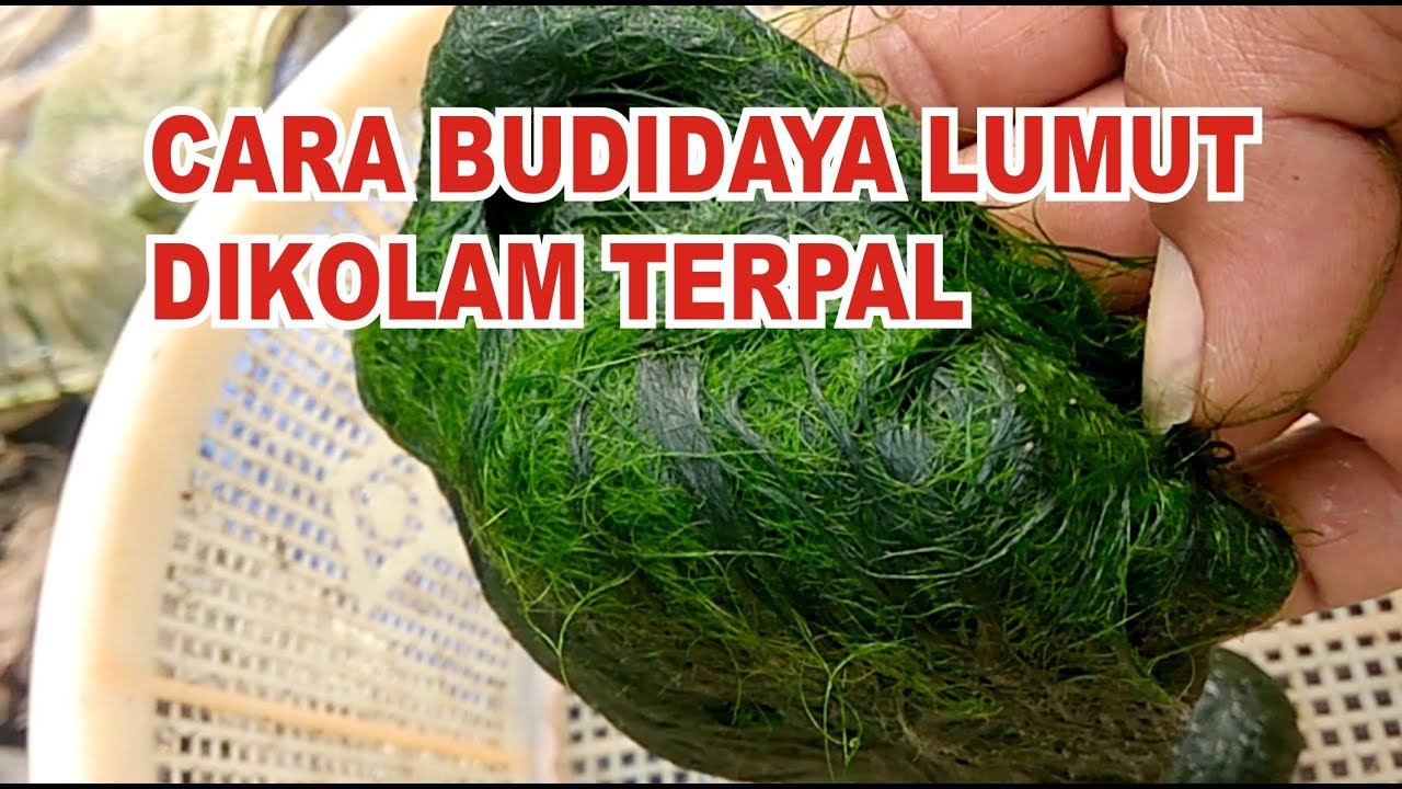 Cara Budidaya Lumut - Di Kolam Terpal - Untuk Umpan Mancing