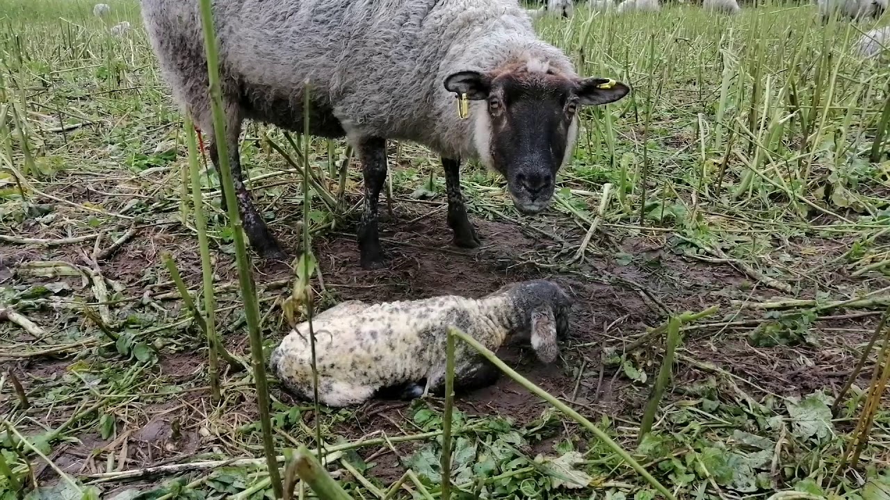 Wenn Schafe Draußen lammen
