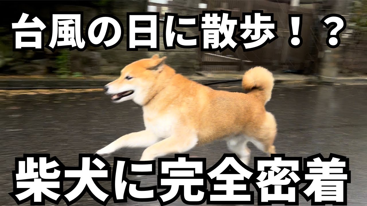台風の日に散歩に行ったら、色々事件すぎた柴犬。