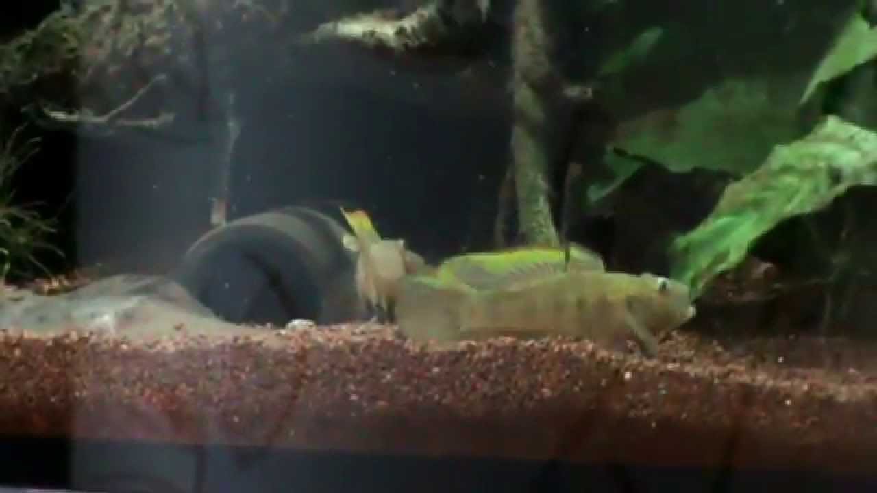 Rhinogobius giurinus courting