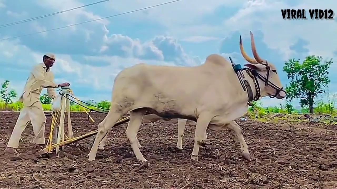 Farmers 😎 whatsapp status farmer in farm  whatsapp status 2020