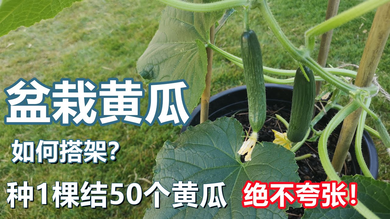盆栽黄瓜高产, 搭架方法, 注意事项 夏天种什么 Planting cucumber in container