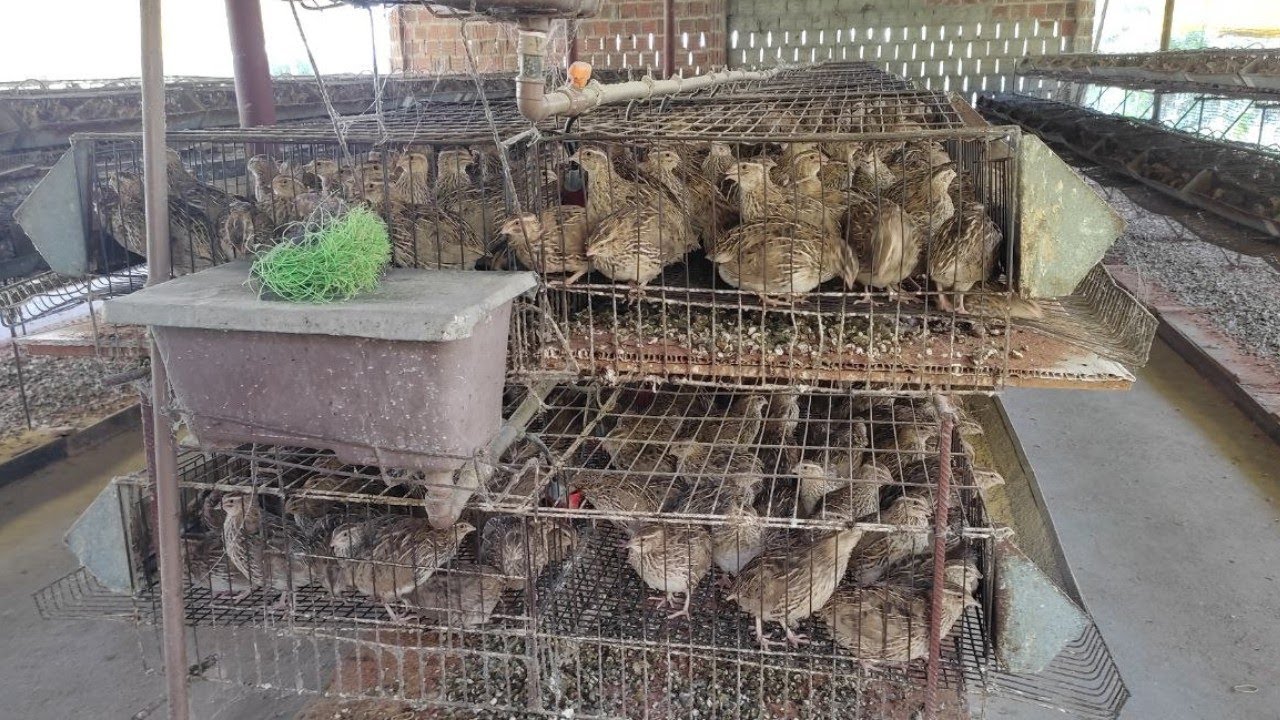 #7 GRANJA BOA ESPERANÇA EM GRAVATÁ PE, CODORNA PARA RECRIA E ABATE