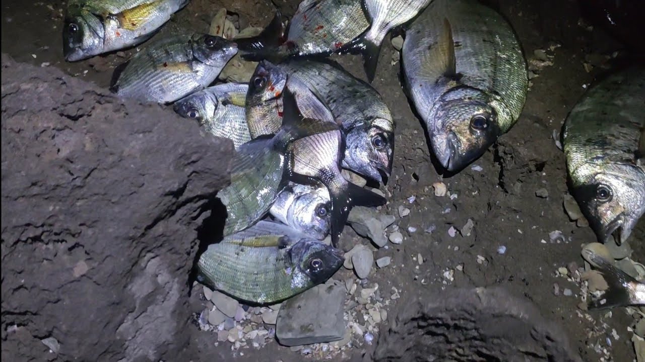 معلومات جديده مع الرايس سيمو الرايس خالي تحياتي للجميع ومرحبا بكم جميعا 🐟🎣🙏💯💯