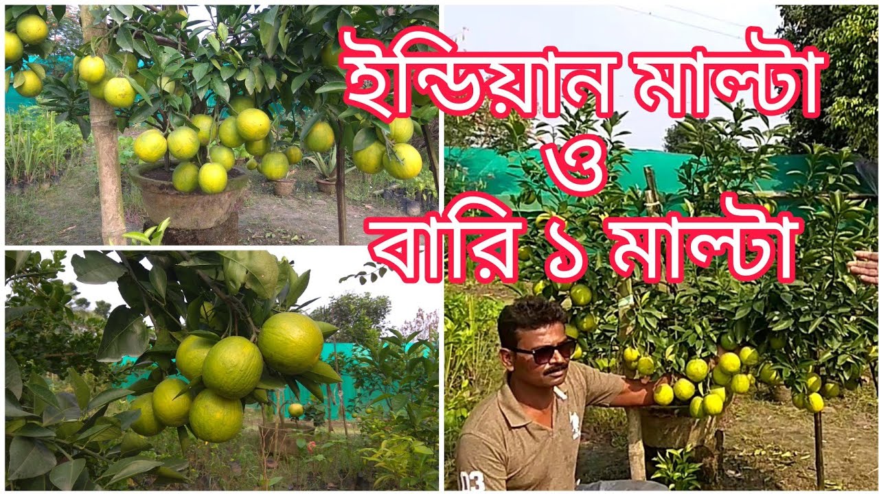 বারি ১ মালটা ও ইন্ডিয়ান সিকি মোসম্বির মধ্যে তুলনা|Comparison between Bari1 Malta and Indian Mosambi