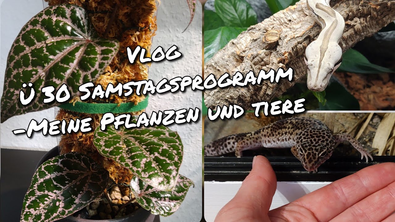 Vlog Ü 30 Samstagsprogramm - Meine Pflanzen und Tiere