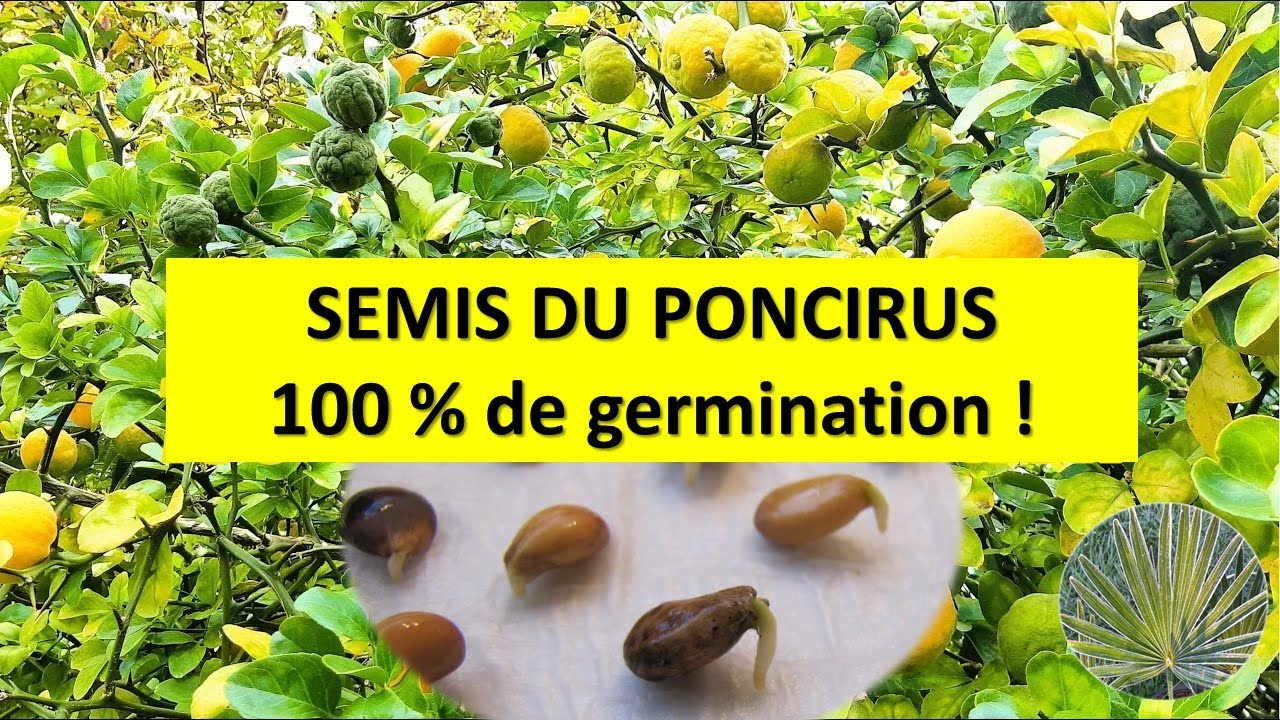 Méthode rapide de semis du poncirus trifoliata 🍋