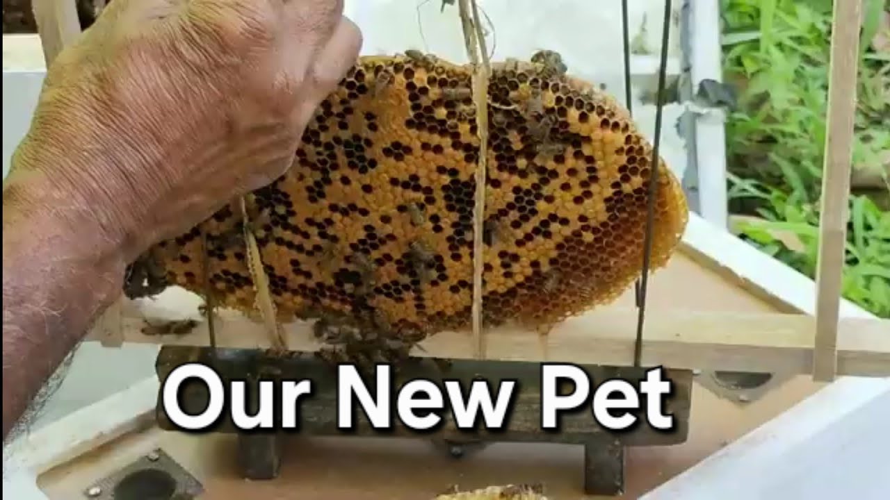“Rescuing a Wild Bee Colony 🐝 | Peaceful Transfer to a New Hive (Relaxing Nature Music)”