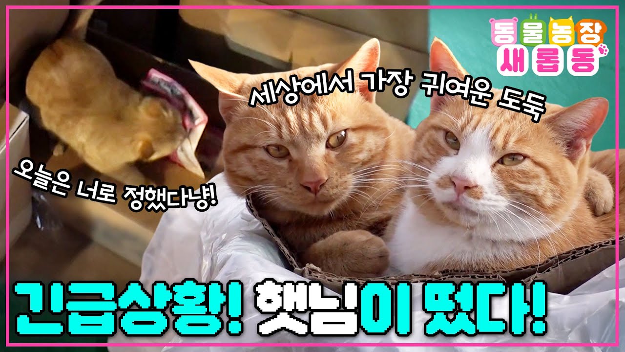 [#새롭동물농장] 물건 털러 왔다가 내 심장만 털고 간 뻔뻔한 햇님이✨ 도둑이 이렇게 귀여워도 되는 거예요?/ EP.1254 #TV동물농장 #AnimalFarm #SBSstory
