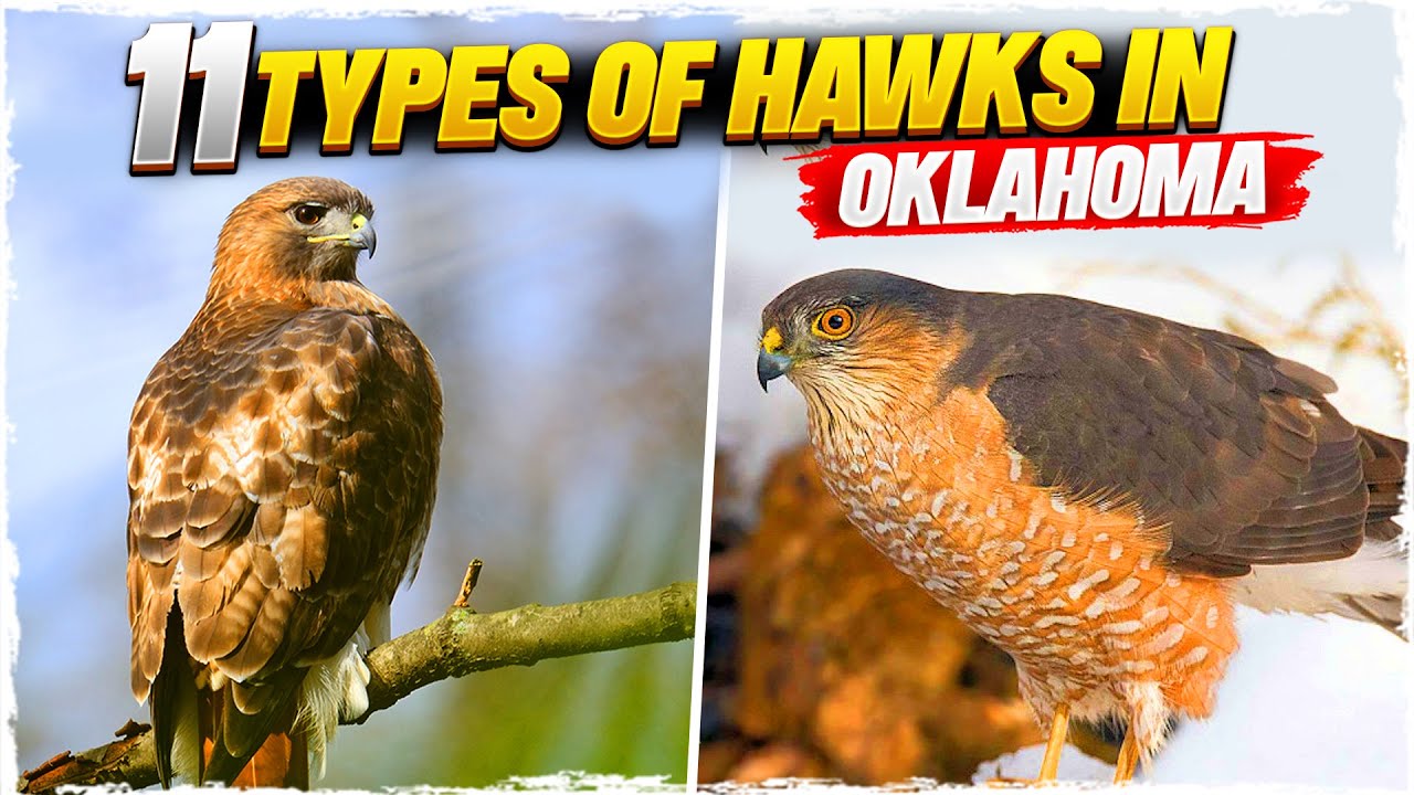 11 Types of Hawks in Oklahoma (with Pictures)