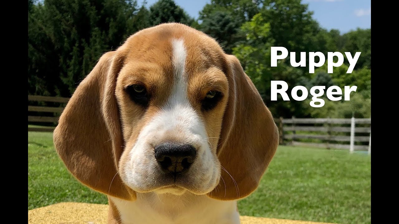Beagle Puppy Roger! Cutest Beagle Puppy Pictures!