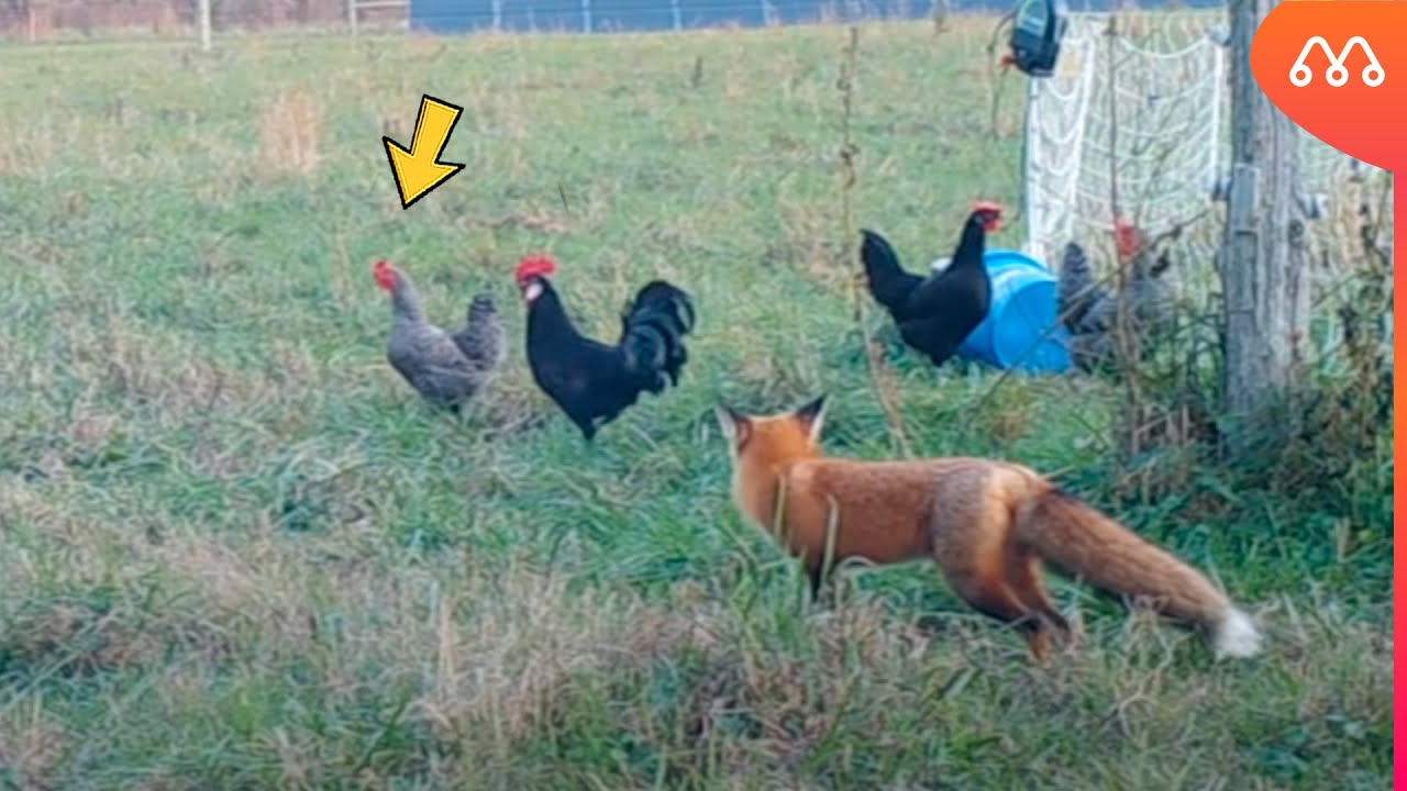 KIEDY LIS WPADŁ DO KURCZAKA