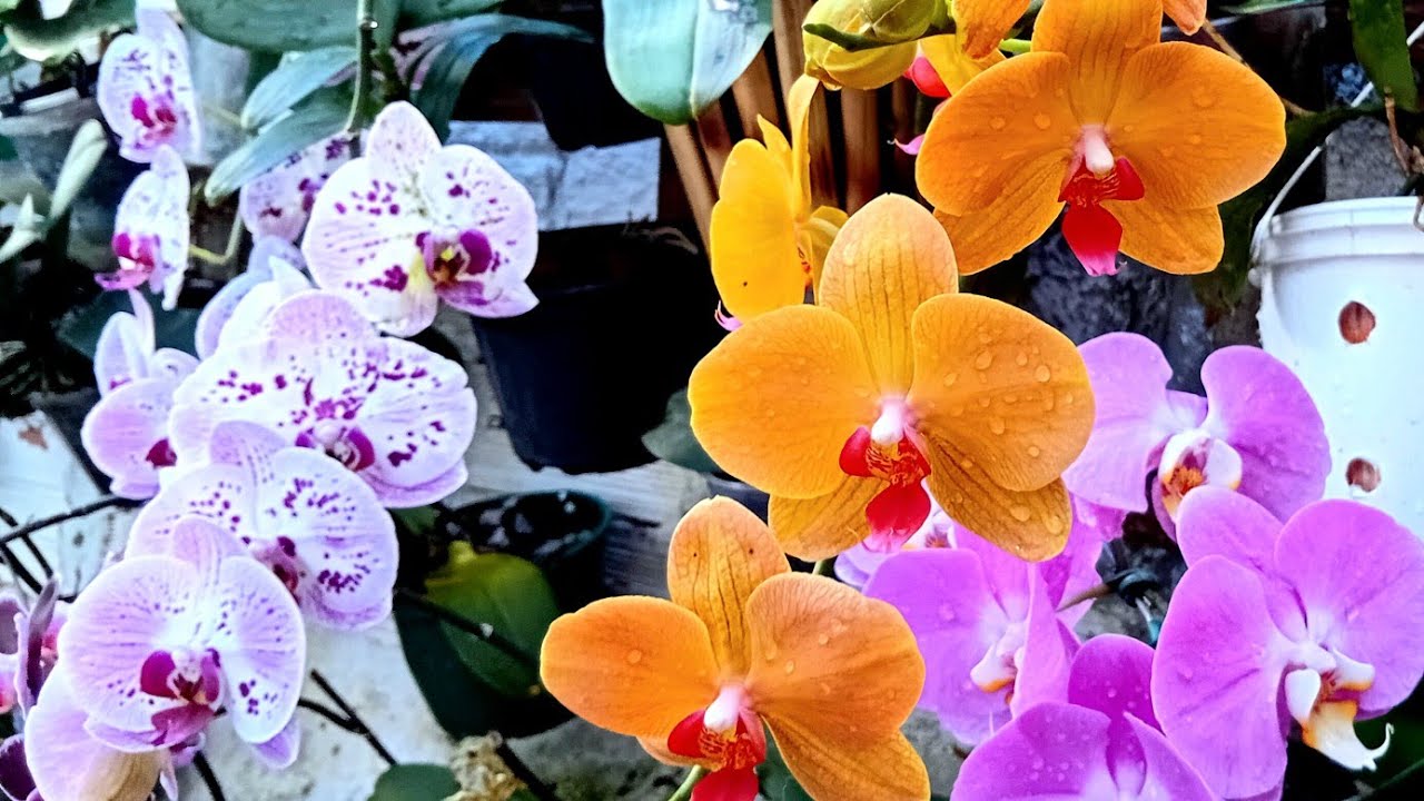 Orquídeas phalaenopsis, como eu adulbos minhas orquídeas 