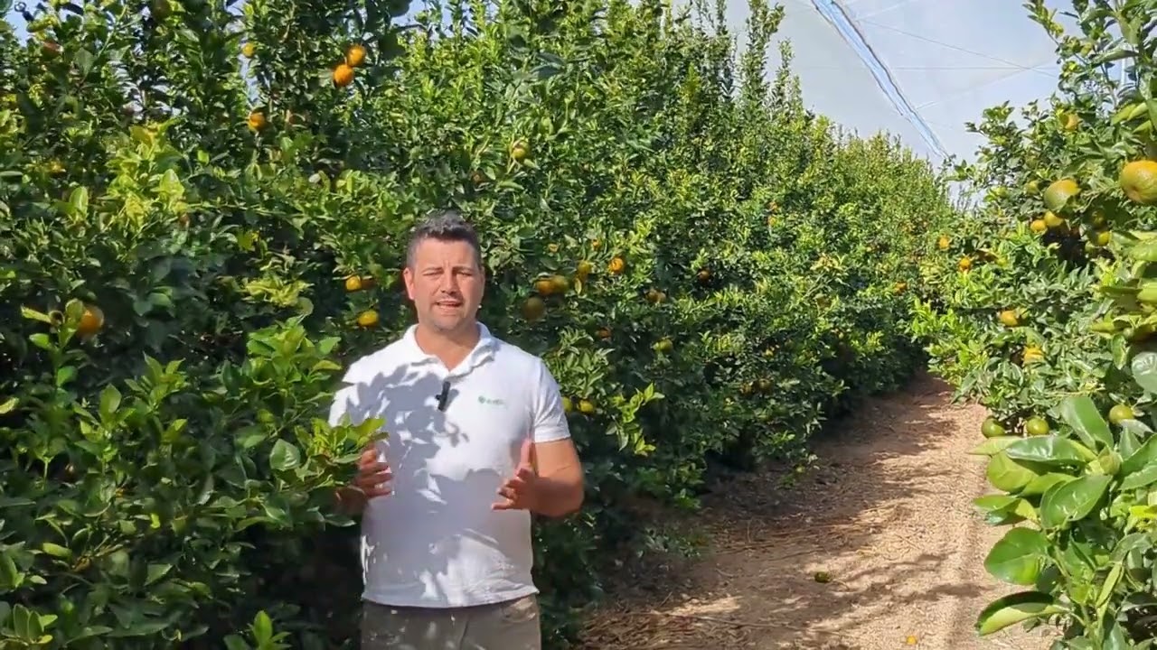 Beneficios en el uso de aceites vegetales