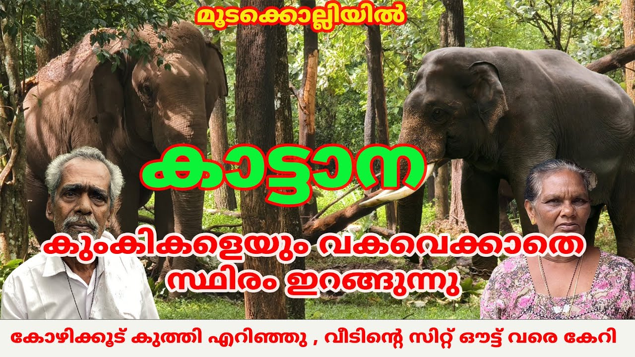 കുംകിയാനകളെയും വകവെക്കാതെ മൂടക്കൊല്ലിയിൽ കാട്ടാന വിളയാട്ടം #elephant #forest #wayanad #kumki
