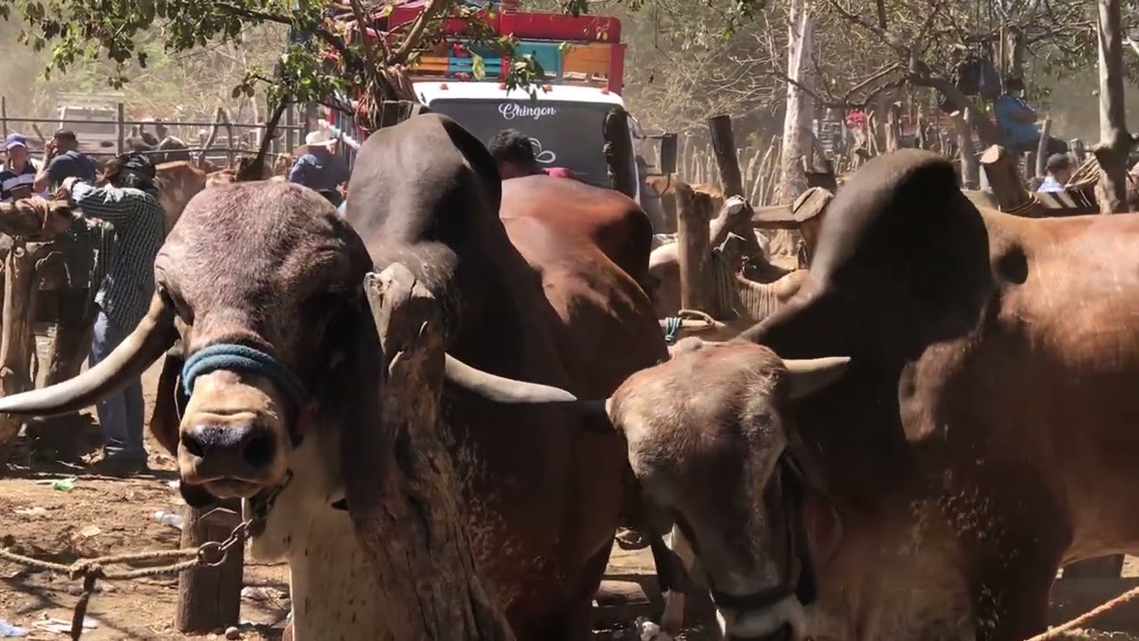 10 de marzo 2026 las yuntas grandes medianas y toros 