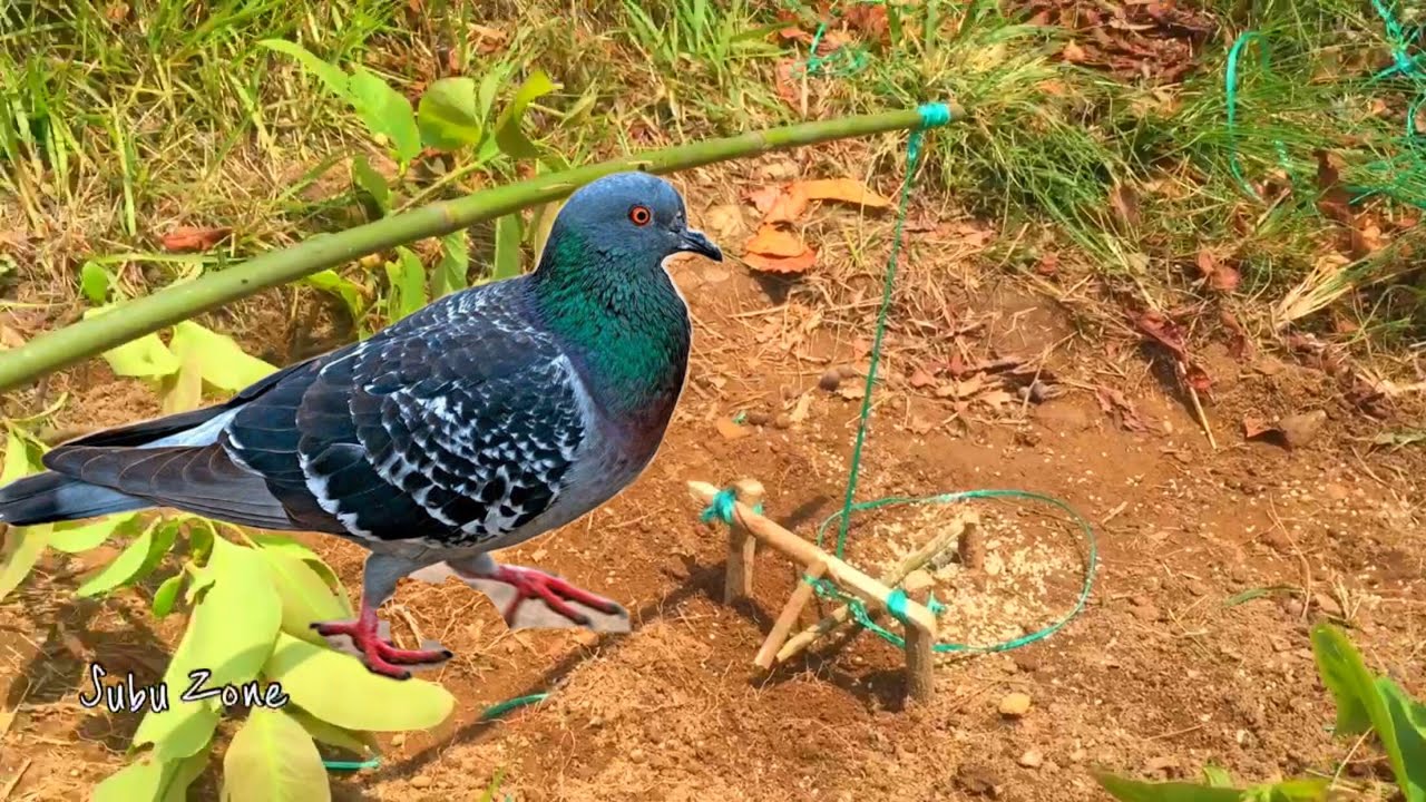 Bird Trap Easy Homemade | DIY Easy Bird Trapping