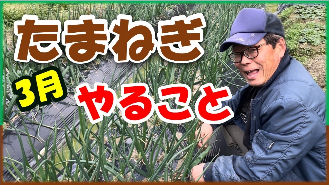 たまねぎ3月の管理｜追肥？草取り？やること全部解説