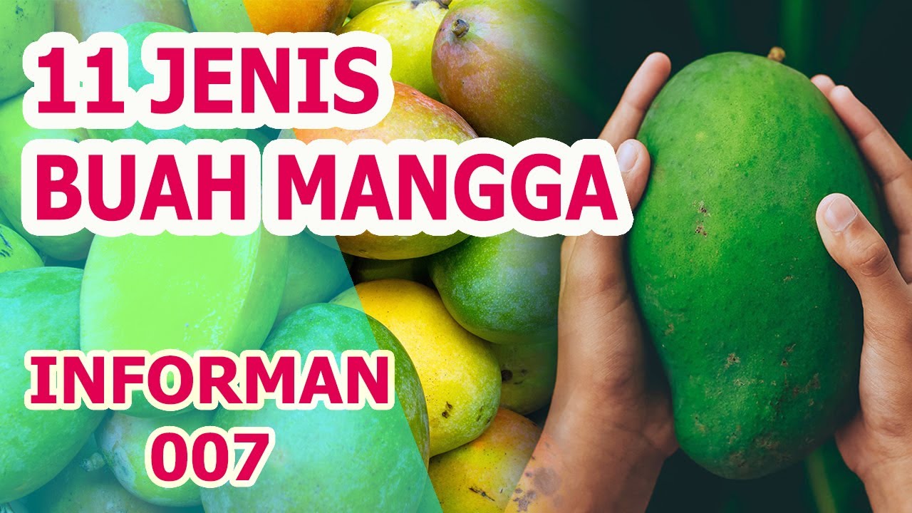 11 JENIS BUAH MANGGA YANG TERKENAL DI INDONESIA