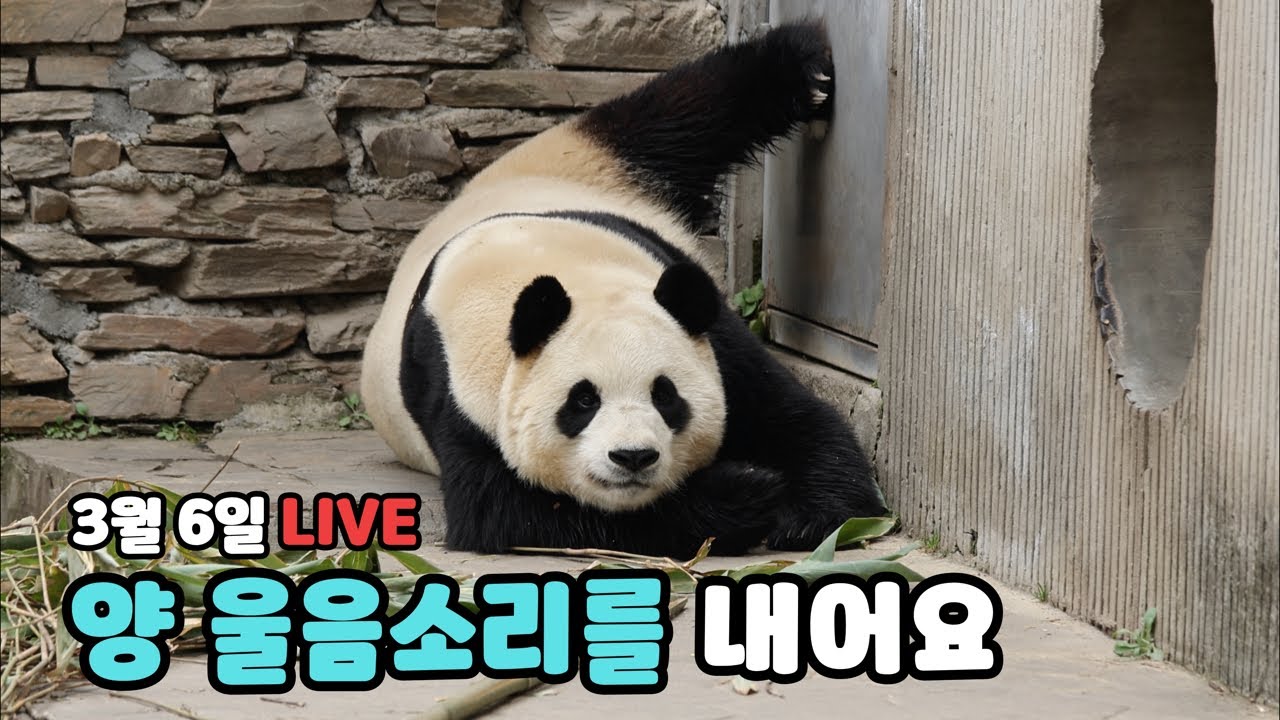 푸바오, 양 울음소리가 절정이었는데… (3월 6일 라이브)