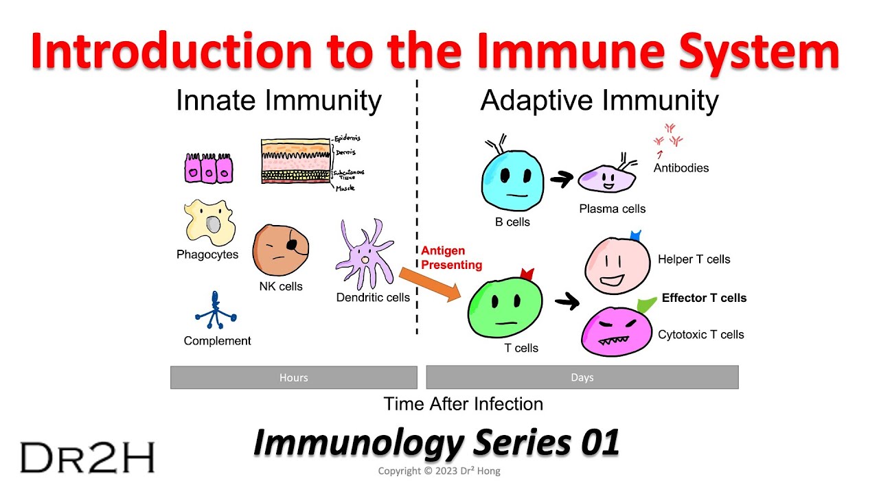 Dr. Hong's Immunology Lecture 01: Introduction to the Immune System