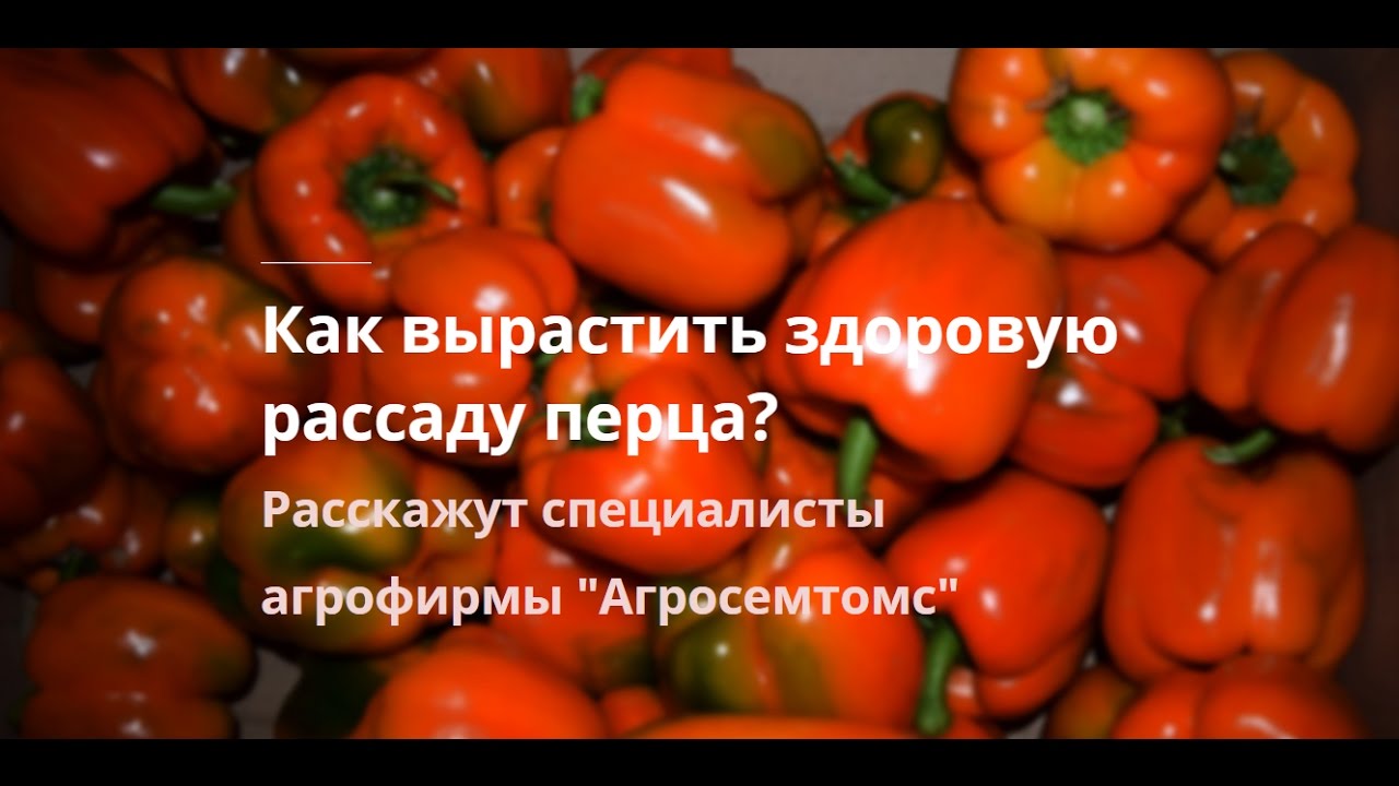 Как вырастить рассаду перца