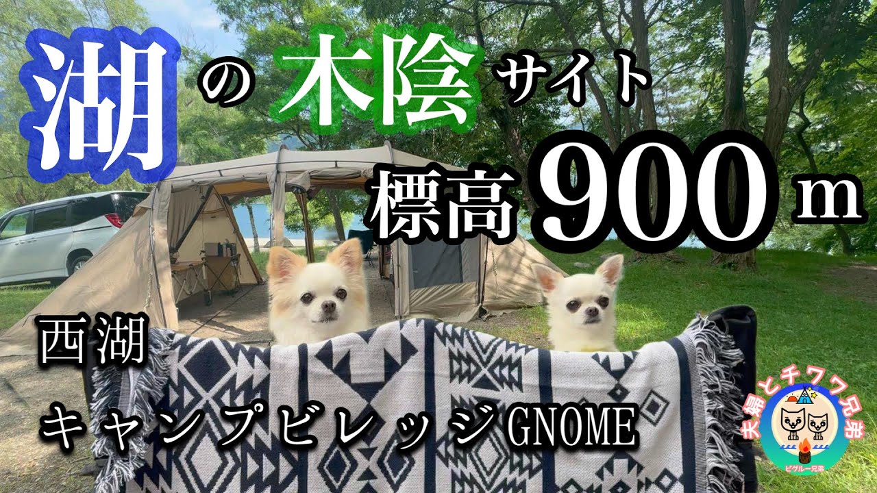 【富士山サーモンに極上薪】サイト選び放題⁈【西湖キャンプビレッジノーム】で盛りだくさん【犬連れ夫婦キャンプ】木陰サイトが涼しい標高900m