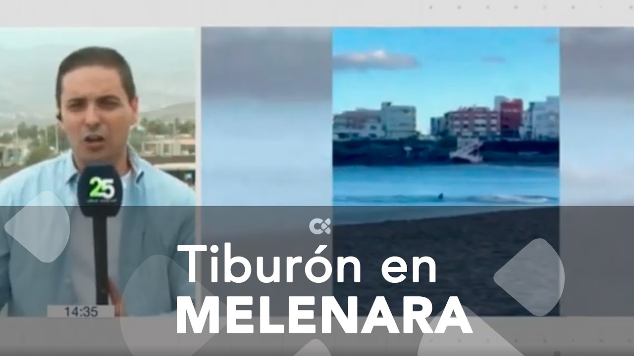 Reabre la cala de Melenara tras marcharse el tiburón que obligó este sábado a prohibir el baño