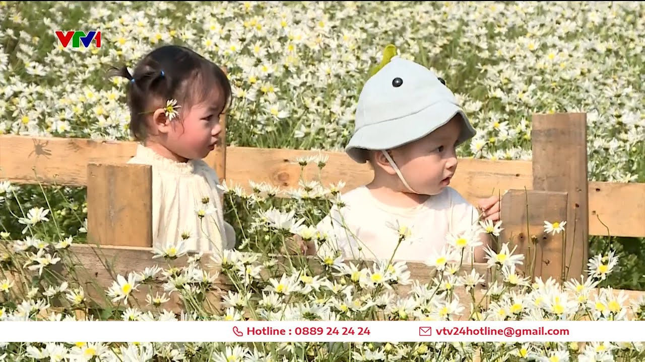H&agrave; Nội nhộn nhịp m&ugrave;a c&uacute;c họa mi | VTV24