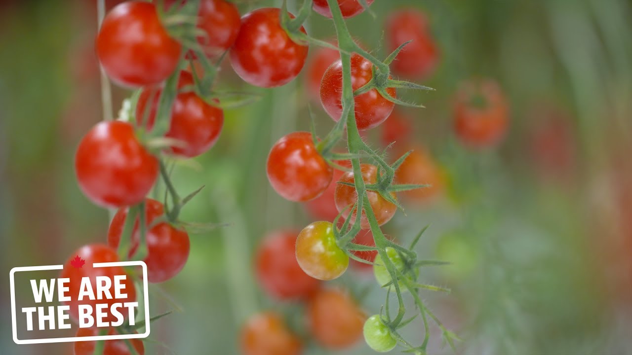 Leamington greenhouse tomatoes: sweet and tasty agricultural innovation | We Are The Best
