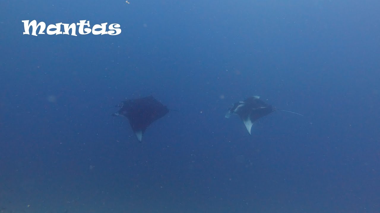 JJ Kandu, South Ari Atoll Maldives