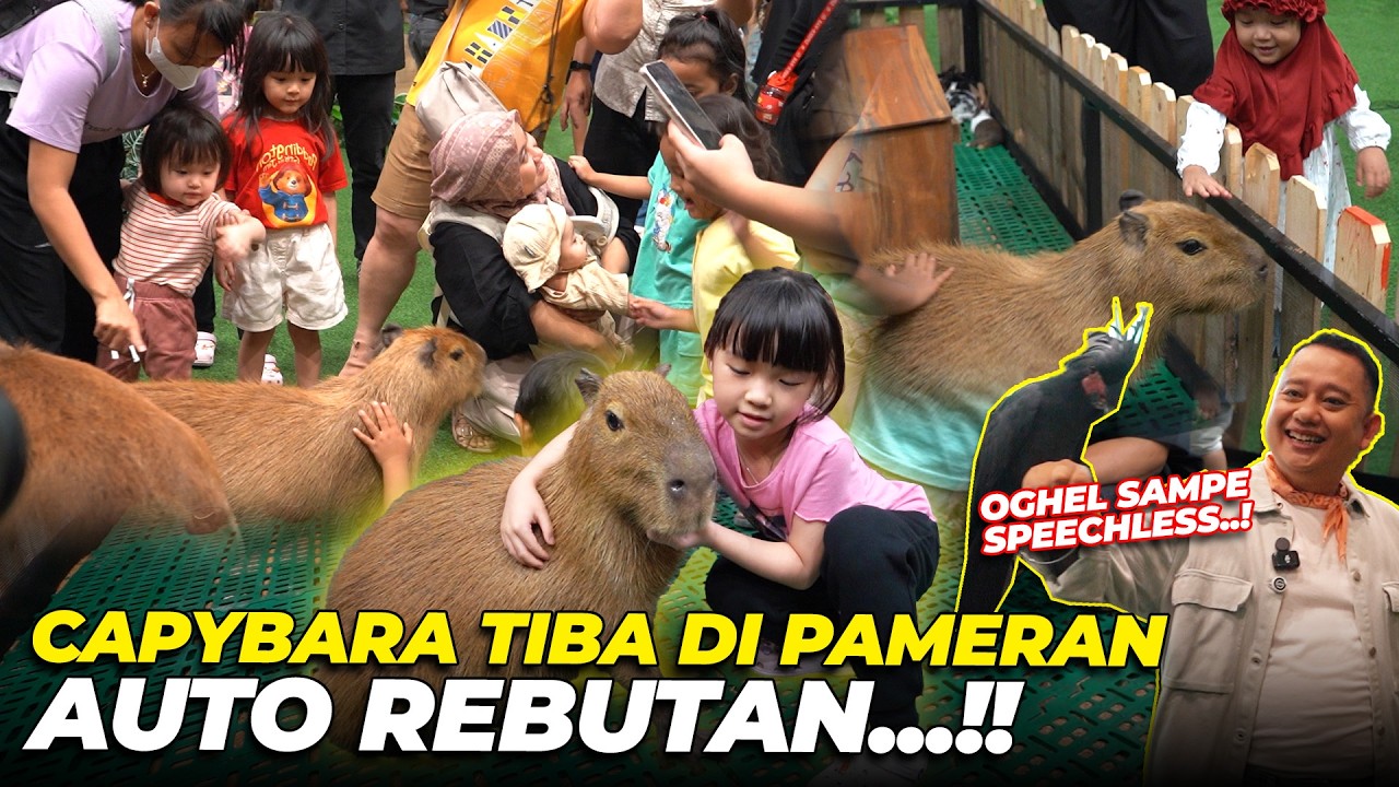 CAPYBARA & SAPI KERDIL TIBA DI PAMERAN..! AUTO JADI SOROTANN..!!