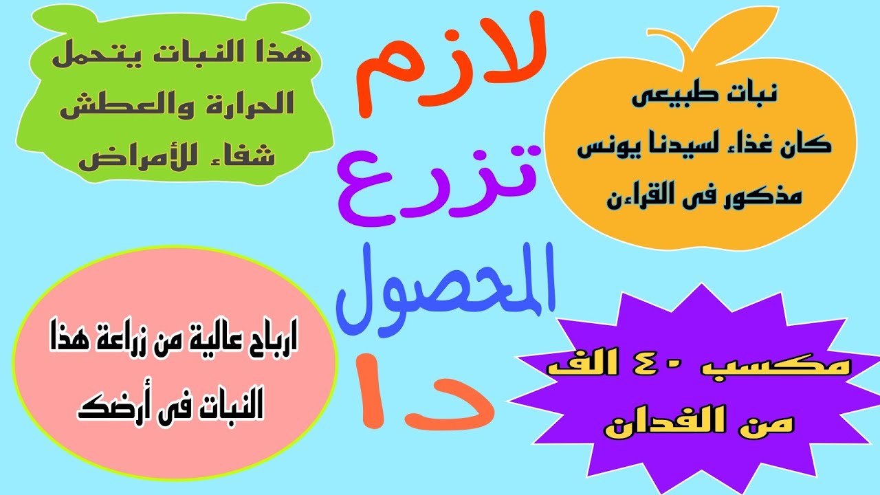 دراسة جدوى لزراعة محصول صيفي مكسبة  ٤٠ ألف جنية فى أقل من ٥ شهور