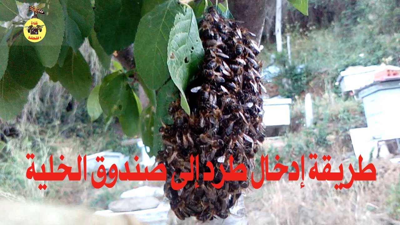 طريقة إدخال طرد في صندوق الخلية