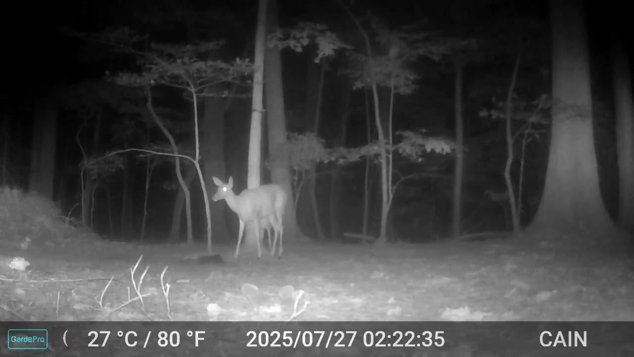 Cain cam 250727