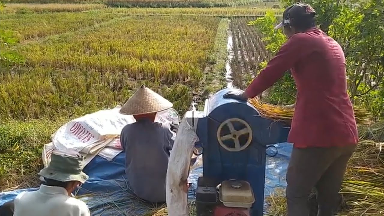 petani maju pake alat perontok padi  mini. pekerja 3orang biar ringan kerja