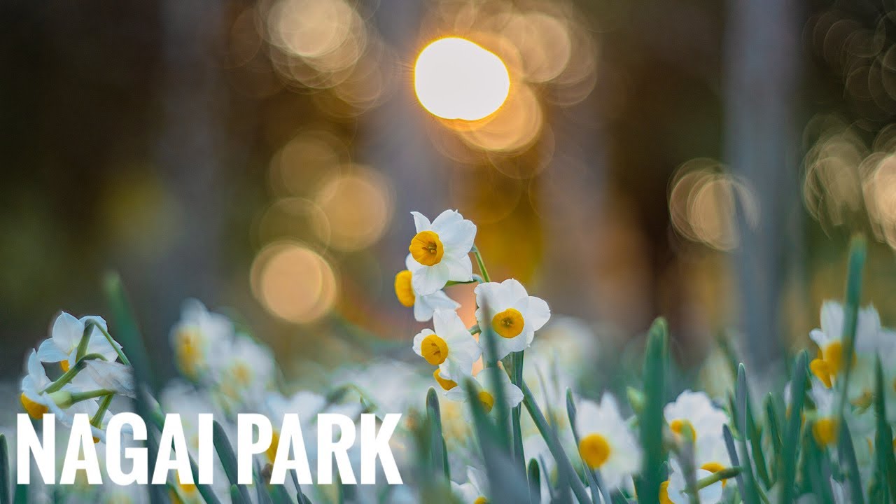長居公園のアイスチューリップと水仙 Osaka Walk -  Ice Tulips & Narcissus at Nagai Park Super Takumar 55mm F1.8
