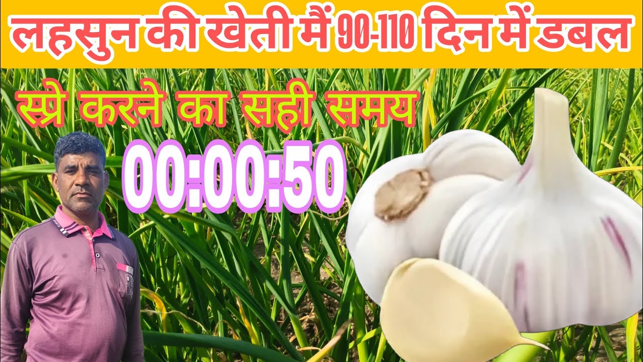 लहसुन कि फसल में 90-110दिन में आकार डबल उत्पादन बढ़ाने का सही समय।कंद मोटा करने का सबसे आसान तरीका |