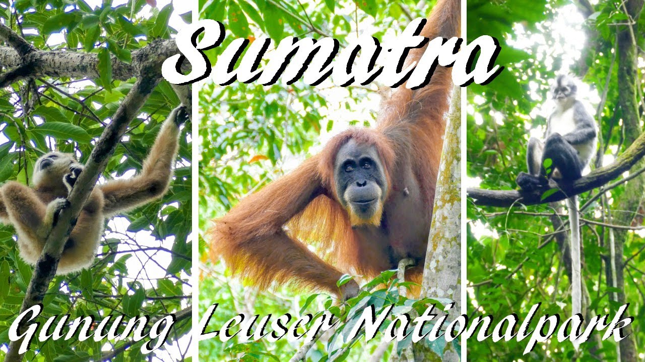 Indonesien: Die Orang Utans auf Sumatra im Gunung Leuser Nationalpark