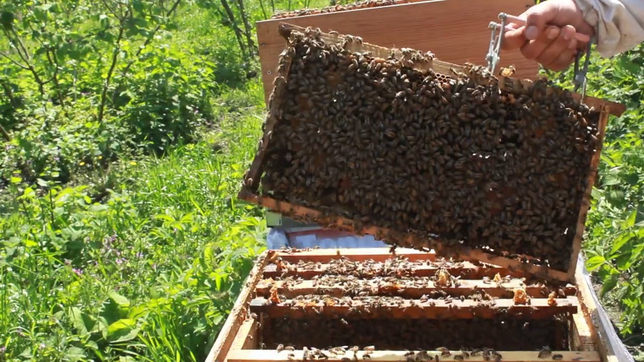 Kastamonuda kestane balına çalışacak yığılca arısına kat atma işlemi🐝🐝