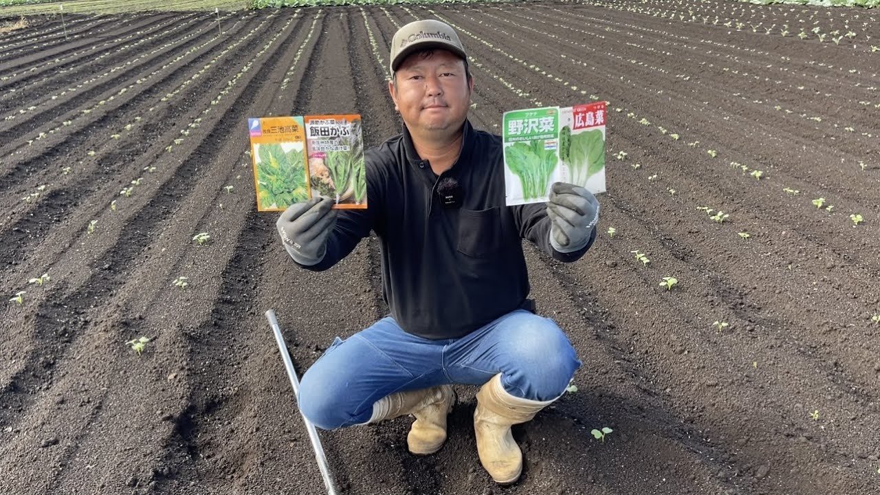 保存食に向いている葉物野菜（野沢菜　高菜　広島菜）栽培方法【日本三大菜漬】22/10/9